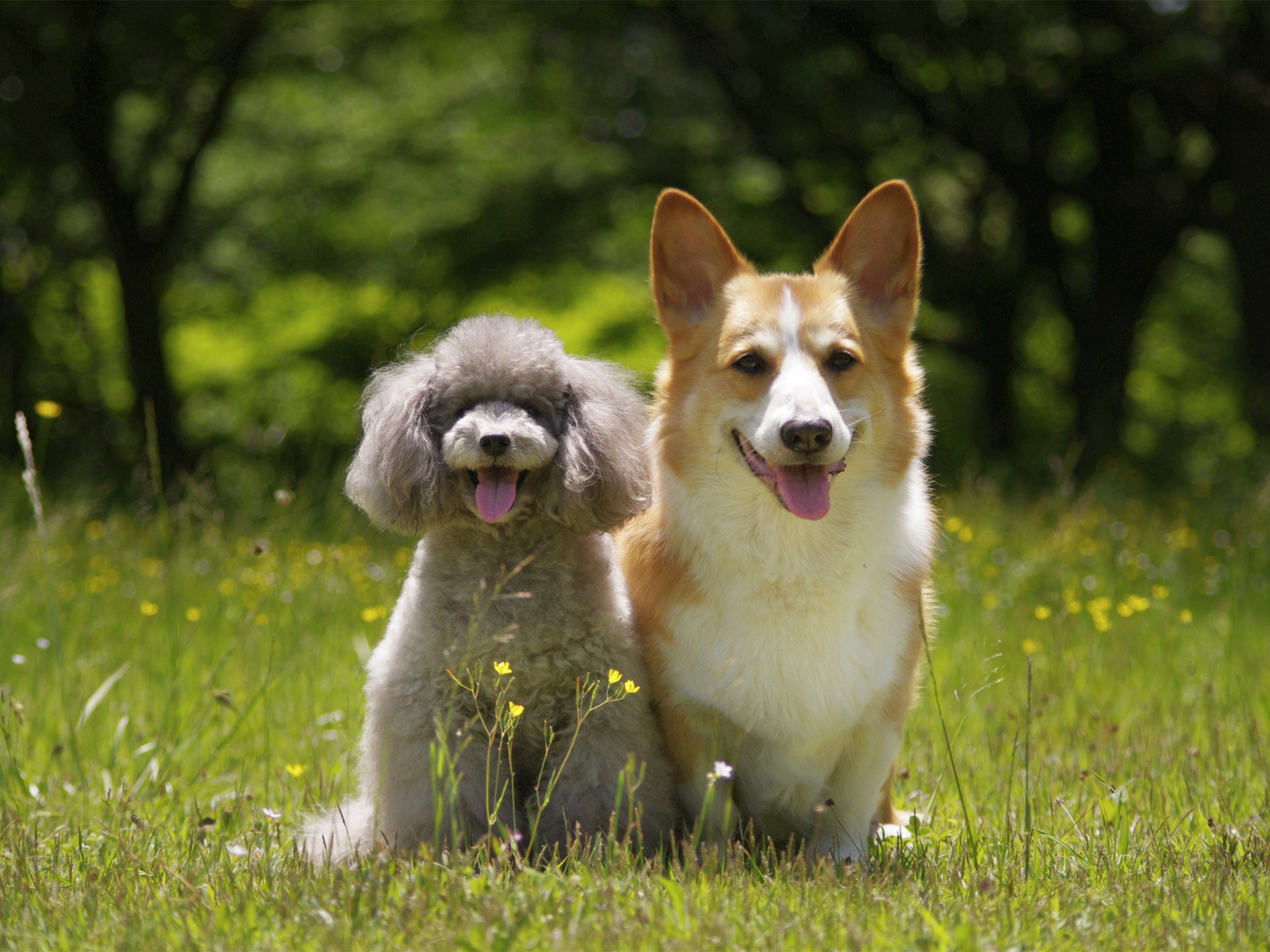 写真：犬