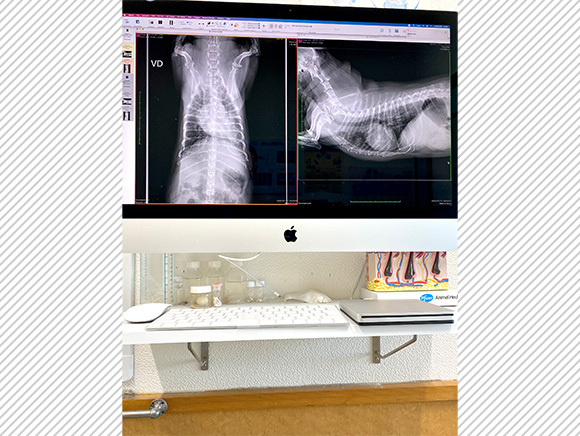 写真：DR X線検査